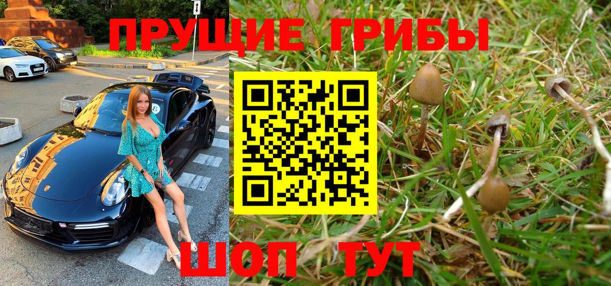 Дмитров  Псилоцибиновые грибы Psilocybe  Вход с VPN 